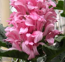 Image result for Justicia carnea