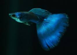 Moscow Blue Guppy Fish Guppy Fish