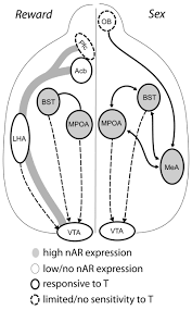 Adolescents and Androgens, Receptors and Rewards (2008) - Your Brain On Porn