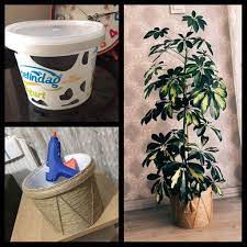 Güzelliğiyle göz zevkine hitap eden orkideler evlerin baş köşesini aldığı gibi, hediye amacıyla orkide nasıl bakılır. Hasir Saksi Saksi Cicek Saksisi Kavanoz Projeleri