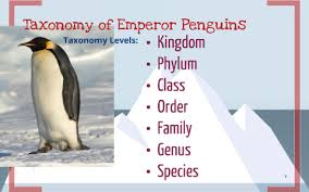 Taxonomy Of An Emperor Penguin By Abby Hildebrandt