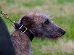Image result for lurcher dog