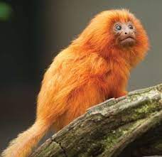 Golden Lion Marmoset Primate Golden Lion Tamarin Rainforest Animals Animals