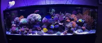 All you need to do is sort by 'orders' and you'll find the bestselling coral tank lighting on aliexpress! Best Led Lighting For Reef Tanks 2021 Reviews Guide Aquariumstoredepot