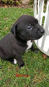 Her favorite activity, adoption day, was canceled for 2020. Stafford Va Labrador Retriever Meet Puppies A Pet For Adoption
