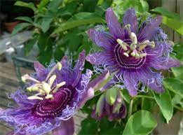 Fall flowers summer flowers love flowers beautiful flowers send flowers flowers today beautiful bouquets annual flowers summer best houston florist. These Blooming Plants Can Take The Heat All Summer