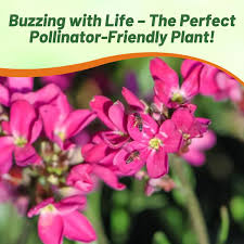 Image result for Arabis