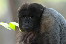 Portrait of attractive young tourist man with long curly hair, looking at camera, showing tongue and teasing monkey with monopod on blurry green forest daylight background. The Common Woolly Monkey Parc Zoologique De Paris