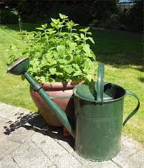 Zitronenmelisse Bot Melissa Officinalis In Einem Kubel In Unserem Garten Zitronenmelisse Kubelpflanzen Heilpflanzen