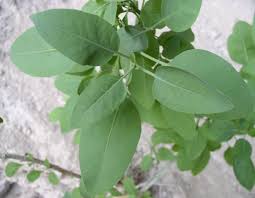 Image result for Nicotiana glauca