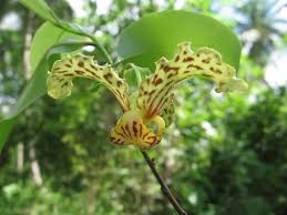 Image result for Ophrypetalum odoratum