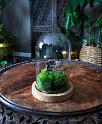 T Rex Terrarium Terrarium Terrarium Gifts Organic Decor
