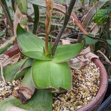Image result for Aloe fimbrialis