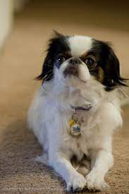 Pin On Japanese Chin A Board For Chin Lovers