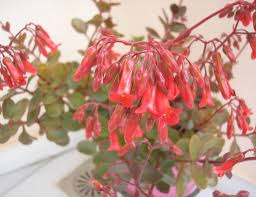 Kalanchoe Tessa Pendent Flowered Kalanchoe Blooming Succulents Succulents Long Lasting Flower