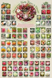 Australia supports more than 25,000 species of plants and trees! Proteaceae Family Flowers Foliage Poster Print Australian Native Flowers Australian Flowers Protea Flower