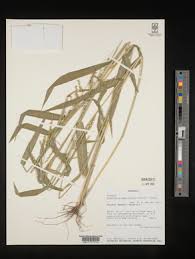 Image result for Urochloa semiundulata