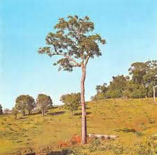 Image result for Cedrela