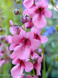 Image result for Diascia