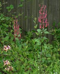 Image result for Limosella capensis