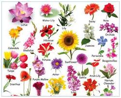 Grade 3 Year 3 English Vocabulary Names Of Flowers Idioms Proverbs Expressions Using Flower Names N Flower Names Flower Chart Different Types Of Flowers