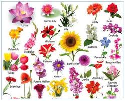 Their scent and their color are an almost irreplaceable element of your wedding decor. Grade 3 Year 3 English Vocabulary Names Of Flowers Idioms Proverbs Expressions Using Flower Na Flower Names English Vocabulary Different Types Of Flowers