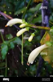 Image result for Halleria