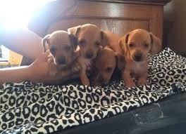 Check spelling or type a new query. Miniature Dachshund Puppies For Sale In Mounds Oklahoma Classified Americanlisted Com
