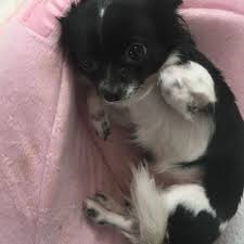 The chihuahua is one of the smallest breeds of dog, and is named after the mexican state of chihuahua. Halb Chihuahua Halb Papillon Hund