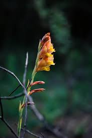 Image result for Launaea rarifolia
