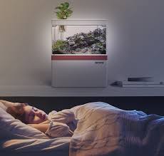 Cá cảnh không chỉ để làm cảnh, 8 lợi ích về việc nuôi cá cảnh mà nhiều  người không biết