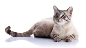 Viele angesehene organisationen raten allerdings dazu, katzen und kater mit etwa 4 monaten kastrieren zu lassen. Verhutungsmittel Fur Katzen Welche Moglichkeiten Gibt Es