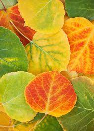 Aspen Leaves Photo Leaf Photography Aspen Trees Photography Aspen Trees Tattoo