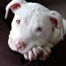 Being that it is a large dog it still suffers from the same problems that other large. Leave The Uk Pit Bulls Alone Home Facebook