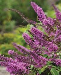 We did not find results for: Flutterby Petite Tutti Frutti Butterfly Bush Buddleia Butterfly Plants Almost Eden