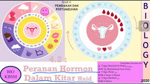 Fasa haid hari pertama hingga hari ke lima lapisan dinding uterus bersama salur darah terluluh & disingkir keluar bersama ovum yang tidak tersenyawa apabila haid bermula pengovulan keterangan haid merujuk kepada perluluhan lapisan dinding uterus dan darah yang mengalir. Bab 4 2 Kitar Haid Biologi Ting 5 Kbsm Youtube