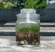 Maybe you would like to learn more about one of these? Bottle Garden 10 Steps Instructables