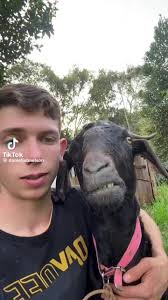 Otiginal Shadrack Mescack and A Billy Goat