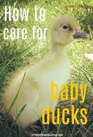 Baby Duck Care Arsyildecor Co Baby Ducks Pet Ducks Duckling Care