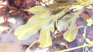 Spring Tide Pooling In Odiorne Point State Park