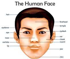 See face parts stock video clips. Vocabulary The Human Face English Your Way