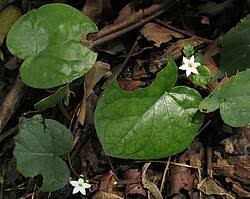 Image result for Geophila