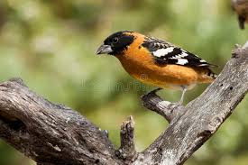 Red sox vs orioles live scores & odds. 1 950 Grosbeak Photos Free Royalty Free Stock Photos From Dreamstime