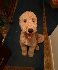 I need a reputable place to get a dog