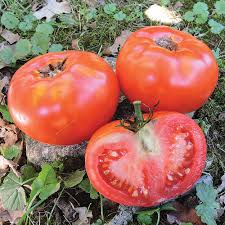 Maybe you would like to learn more about one of these? A W Livingston And His Enduring Tomato Legacy Seed Savers Exchange Blog