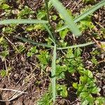 Image result for Launaea cornuta