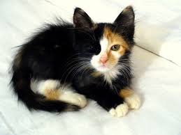 Black And White Tabby Cat Kitten Looks Like An Orange And White Kitten Poking Out Of A Black Kitten Costume Cute Cats Cute Animals Pretty Cats