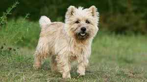 Welche hunderassen sind am beliebtesten? Cairn Terrier So Ist Ihr Charakter Herz Fuer Tiere De