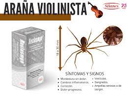 Síntomas y tratamiento para su ¿cómo prevenir mordeduras de araña violinista? Lanza Silanes Antiveneno Contra Arana Violinista