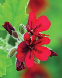 How To Plant And Grow Pelargoniums Sarah Raven Hibiscus Flower Drawing Pelargonium Geranium Care